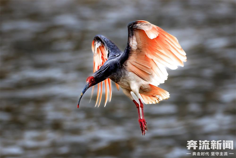 70年来头一次！“东方宝石”朱鹮现身武都白龙江畔_奔流新闻网