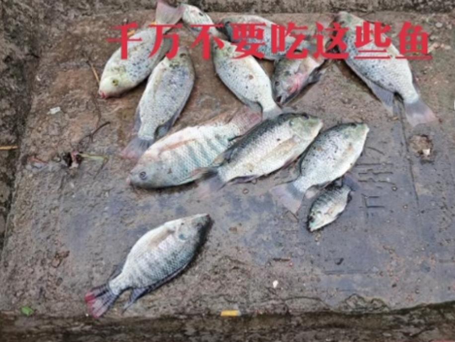 （图）广东惠州一河流水体变红致鱼类死亡？(32149746)-20240521164540.jpg
