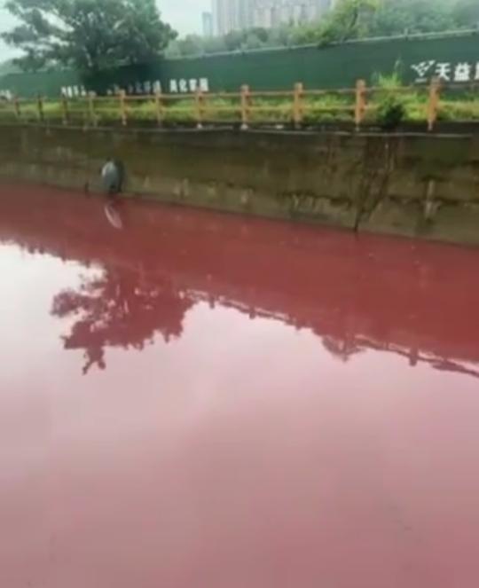 （图）广东惠州一河流水体变红致鱼类死亡？(32149745)-20240521164538.jpg